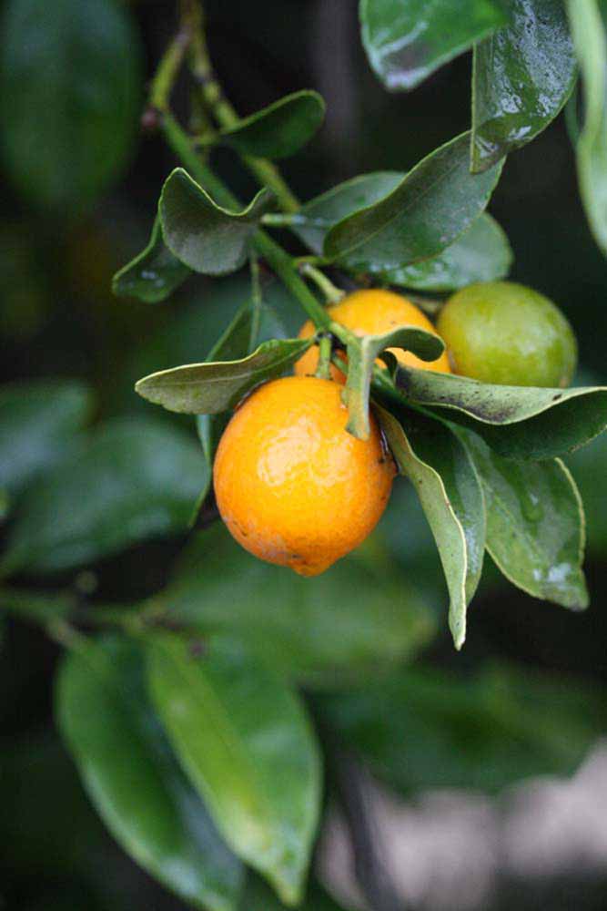              Fruit (Riverside, CA)       